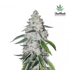 West Coast O.G. Auto - FastBuds